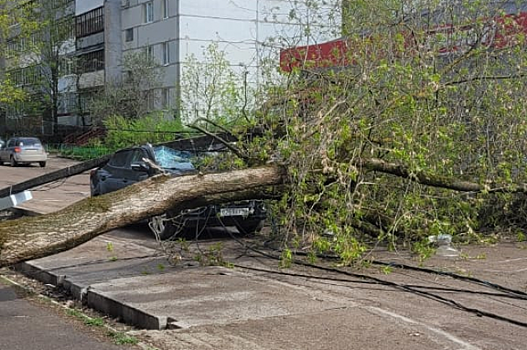 Россиянам объяснили, с кого требовать деньги за упавшее на авто дерево