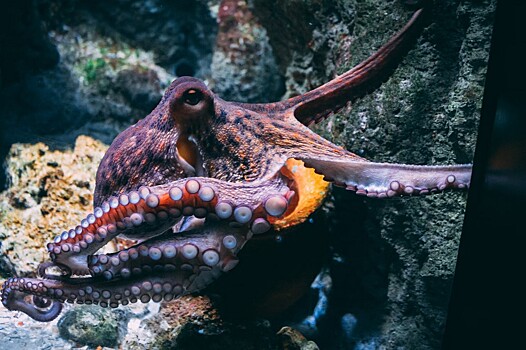 Самые интересные факты об осьминогах