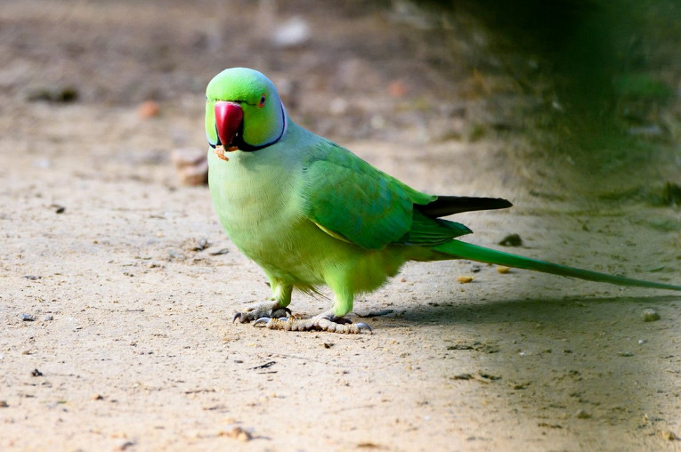 Самые необычные факты о попугаях2