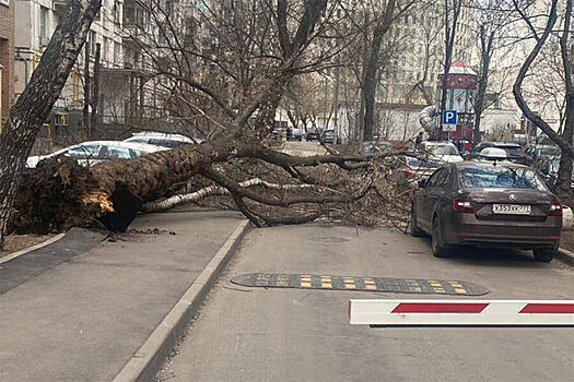 В Москве из-за штормового ветра на автомобили стали падать деревья