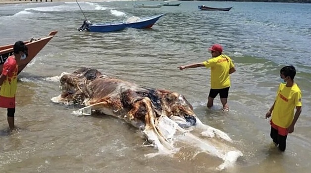 Тушу неизвестного существа выбросило на пляж в Малайзии