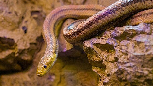 Ученые обнаружили признаки самосознания у змей