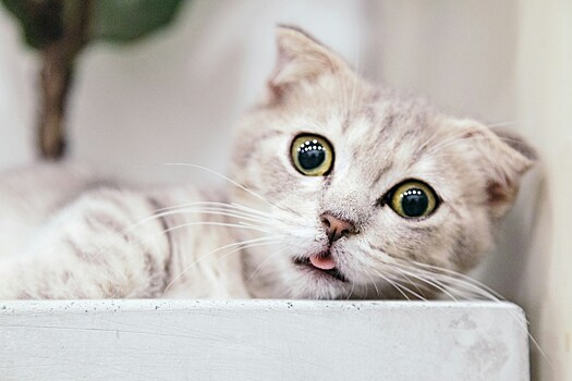 Ученые подтвердили существование связи между кошками и шизофренией