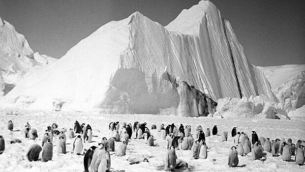 AS: отступление льдов Антарктиды уничтожает колонии императорских пингвинов