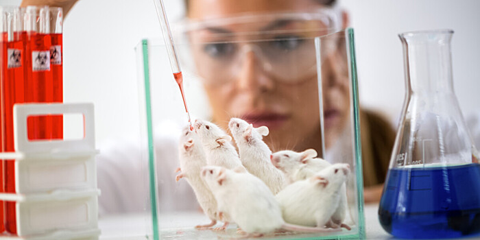 Ученые создали первый гибридный мозг мыши и крысы