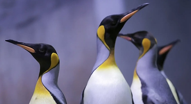 Ученые запечатлели редкое явление прыжков императорских пингвинов