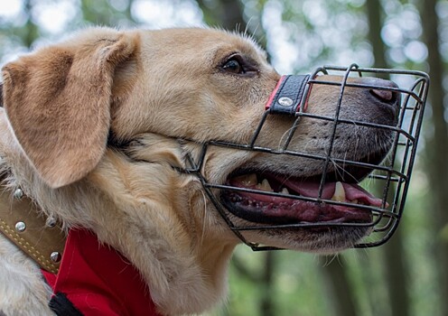 Ветеринар дала советы, как защитить собаку от догхантеров