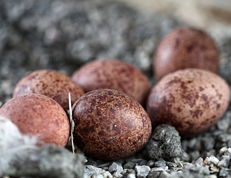 В яйцах сапсанов найдены высокие концентрации антигорючих веществ