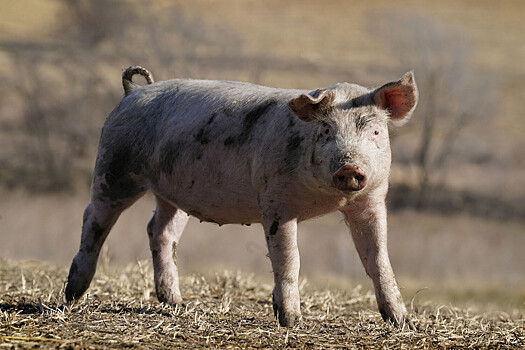 В Японии подсадят клетки поджелудочной железы от свиньи человеку