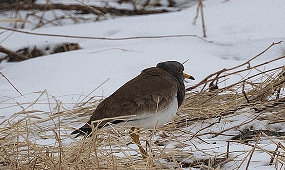 В России обнаружили новый вид птиц