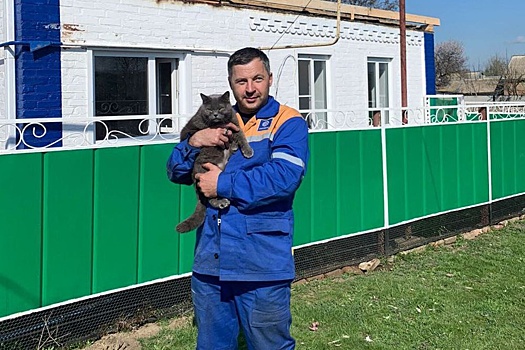 В Ростовской области домашняя кошка спасла четверых человек
