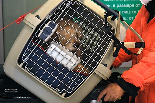 В самолетах компании «Аэрофлот» разрешили перевозить животных в салоне