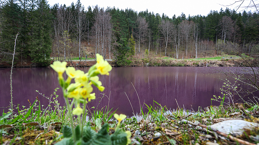 Вода меняет цвет: в Германии появился пурпурный пруд5