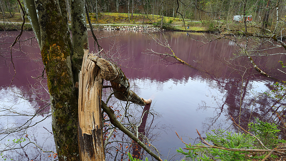 Вода меняет цвет: в Германии появился пурпурный пруд0