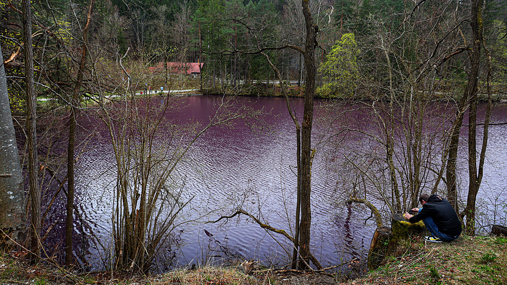 Вода меняет цвет: в Германии появился пурпурный пруд1
