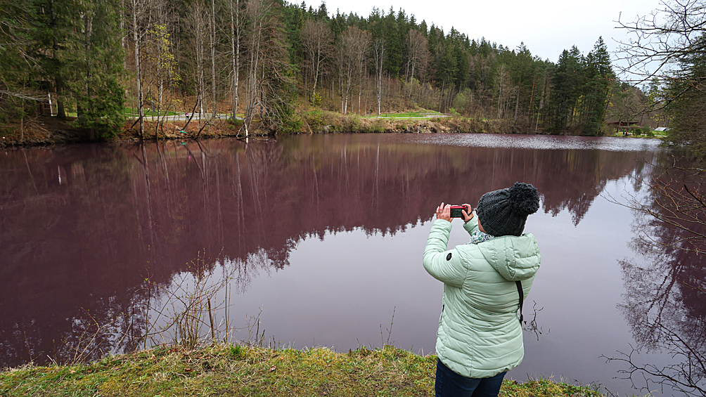 Вода меняет цвет: в Германии появился пурпурный пруд4