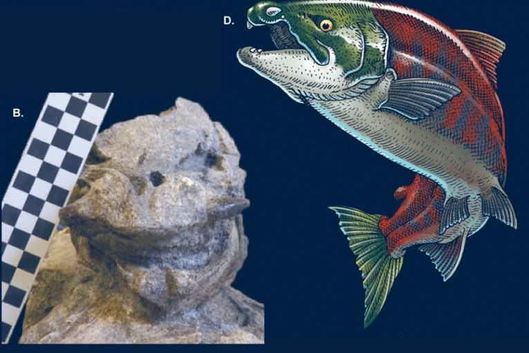Впервые описан доисторический лосось с бивнями1