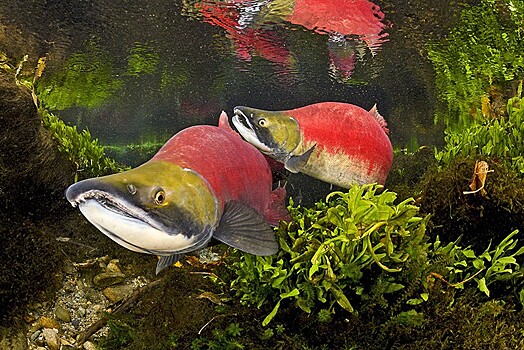 Впервые описан доисторический лосось с бивнями
