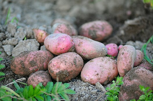 Агроном назвал правила полива картофеля