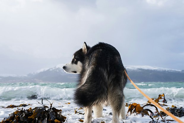Аляскинский маламут: описание породы, характер и особенности собак1