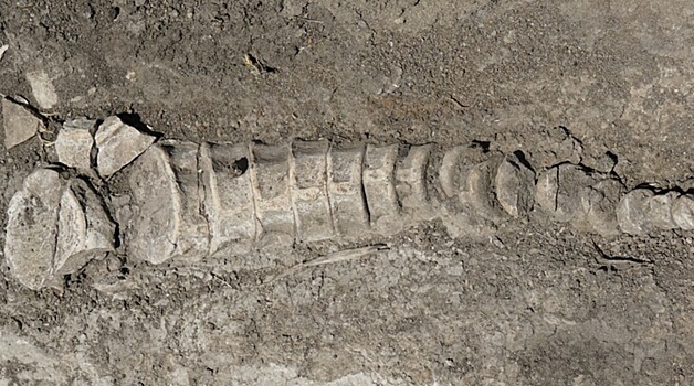 В Самарской области нашли кости древнего ихтиозавра