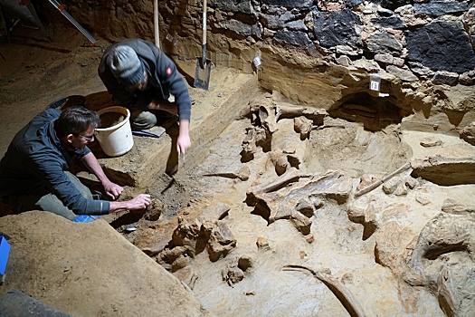 Австрийские виноделы нашли скелеты мамонтов в погребе