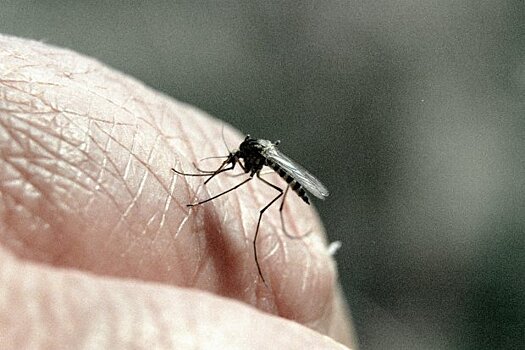 Способны ли российские комары передавать ВИЧ