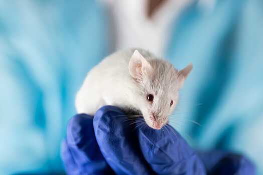 Ученым вылечили позвоночные грыжи у мышей инъекциями ДНК