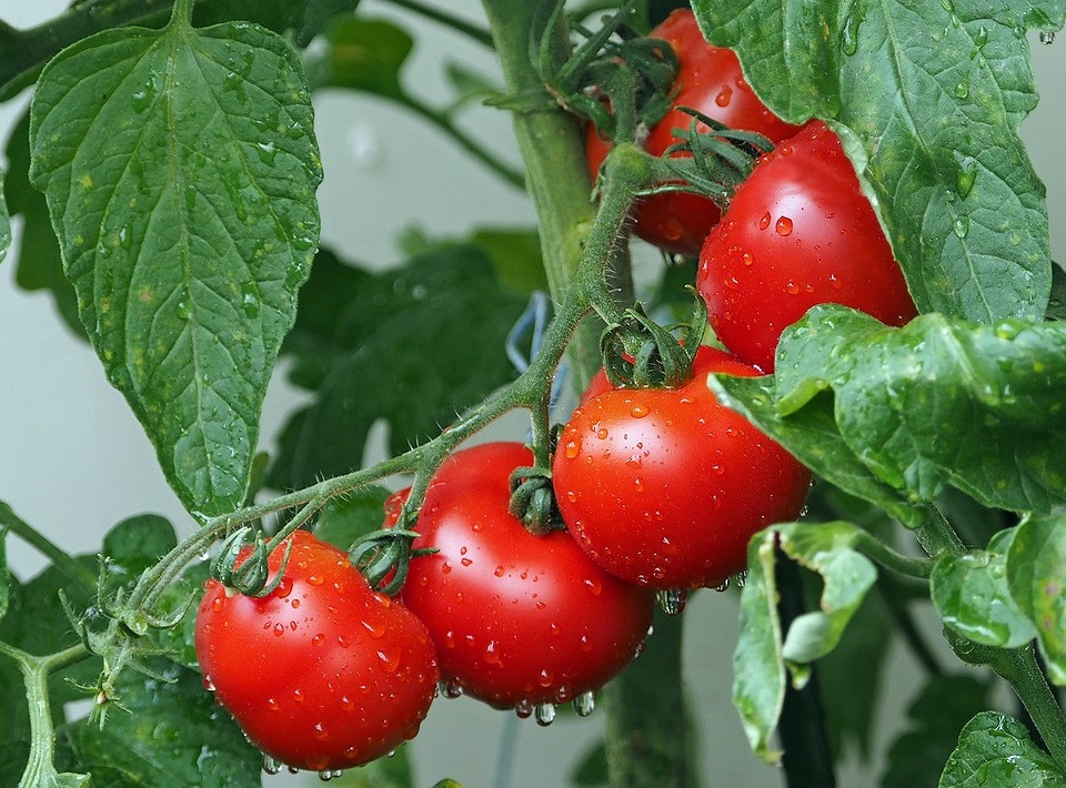 Благоприятные дни для помидоров в мае 2024: когда сажать и пересаживать в грунт1
