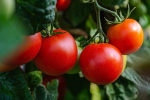 Благоприятные дни для помидоров в мае 2024: когда сажать и пересаживать в грунт0