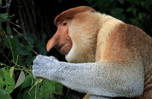 Ученые выяснили, зачем обезьянам-носачам большой нос