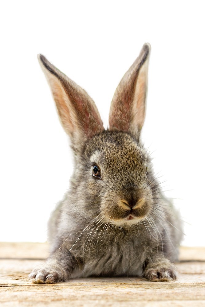 Чем кормить кроликов: рацион питания, частота кормления и полезные травы30