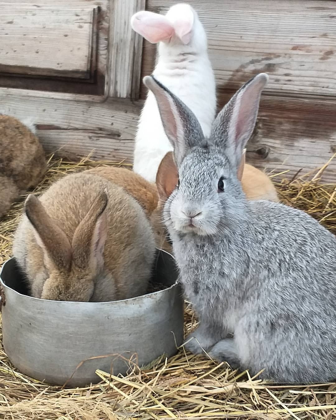 Чем кормить кроликов: рацион питания, частота кормления и полезные травы6