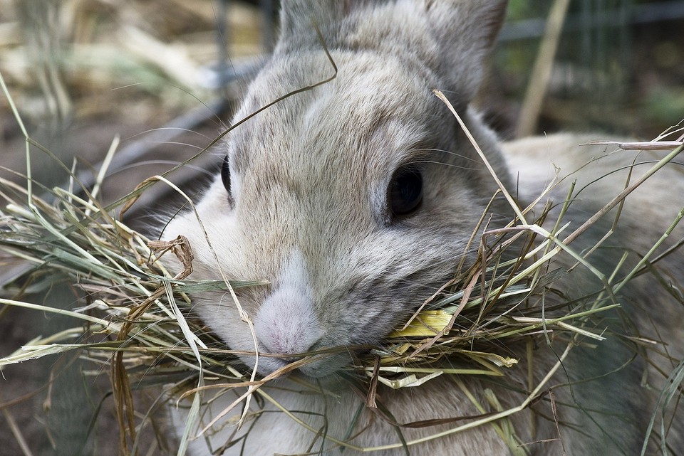 Чем кормить кроликов: рацион питания, частота кормления и полезные травы10