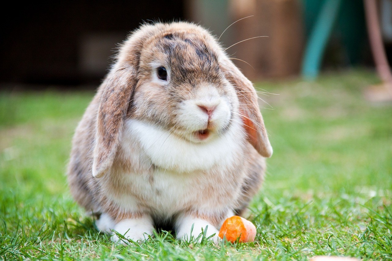 Чем кормить кроликов: рацион питания, частота кормления и полезные травы7