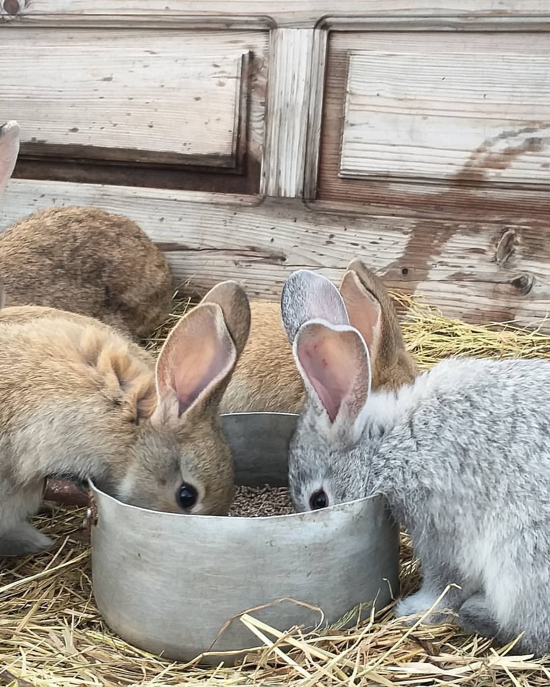 Чем кормить кроликов: рацион питания, частота кормления и полезные травы22