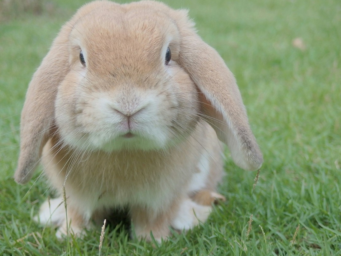 Чем кормить кроликов: рацион питания, частота кормления и полезные травы4