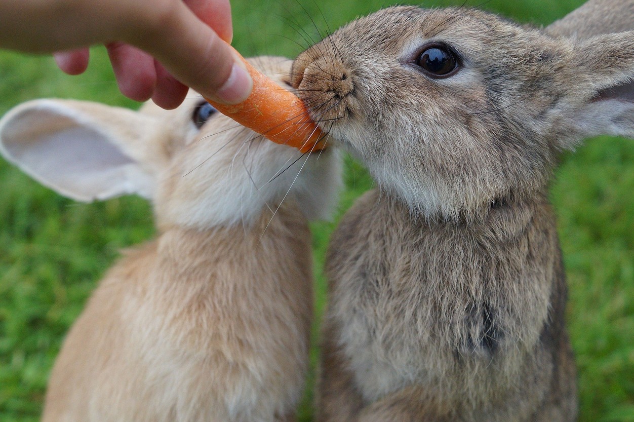 Чем кормить кроликов: рацион питания, частота кормления и полезные травы18