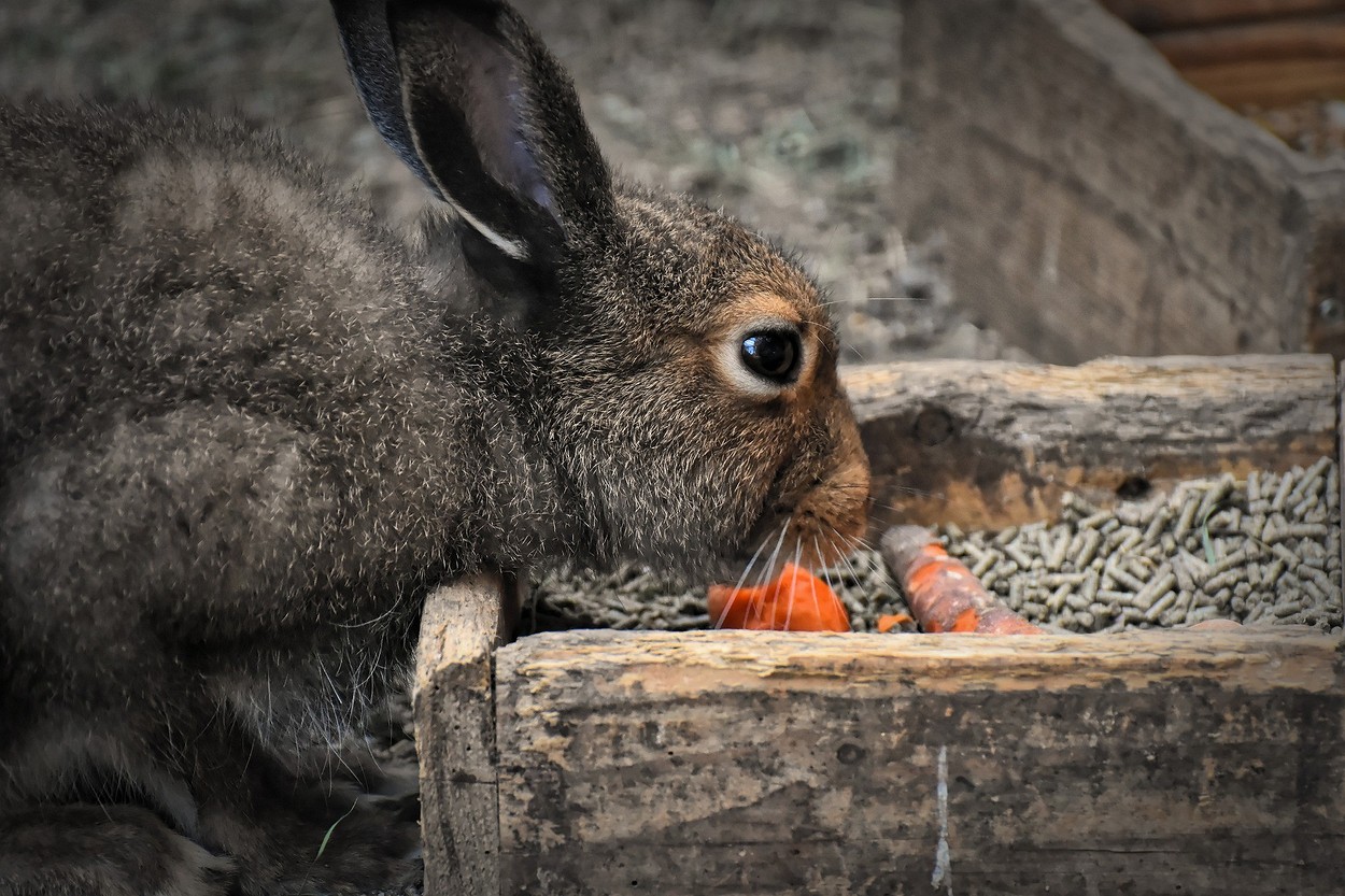 Чем кормить кроликов: рацион питания, частота кормления и полезные травы19