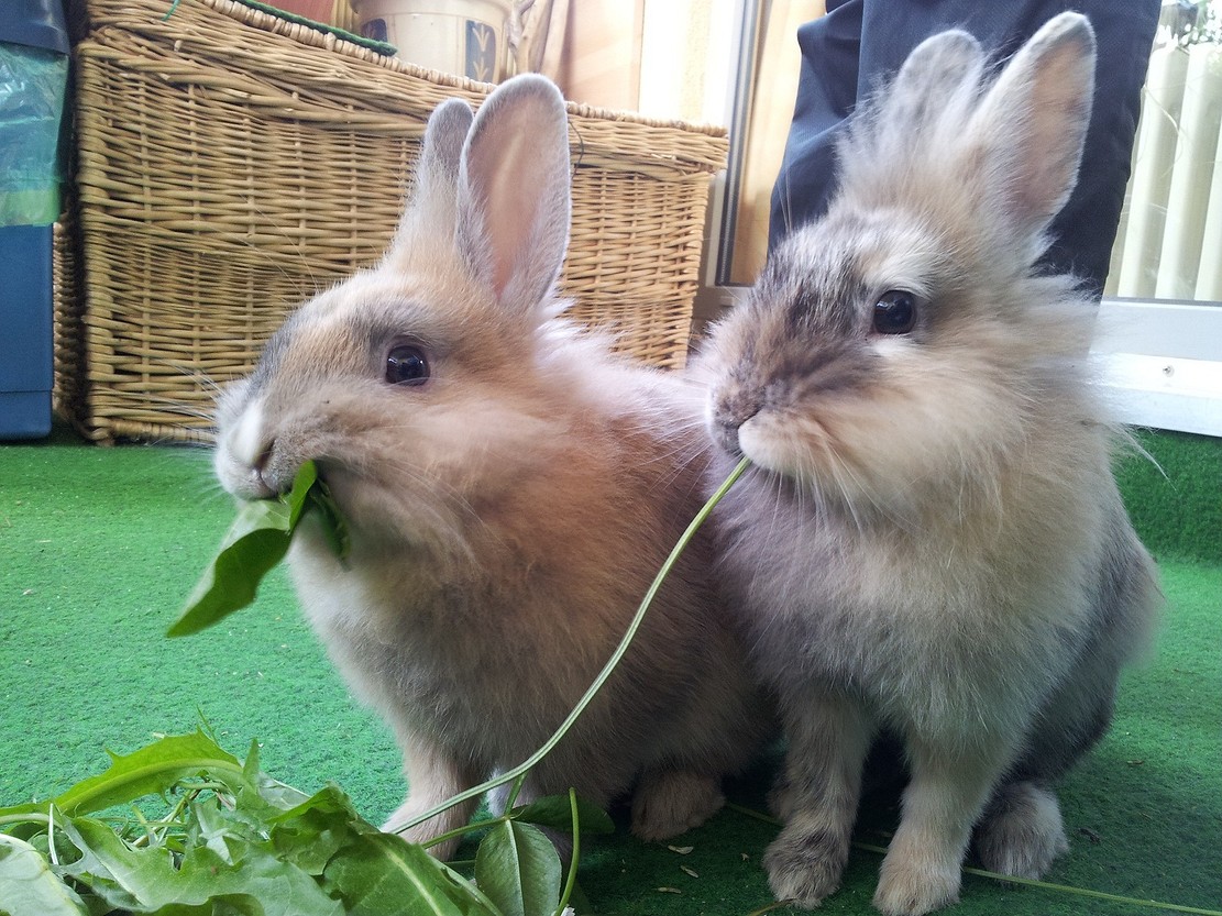 Чем кормить кроликов: рацион питания, частота кормления и полезные травы8