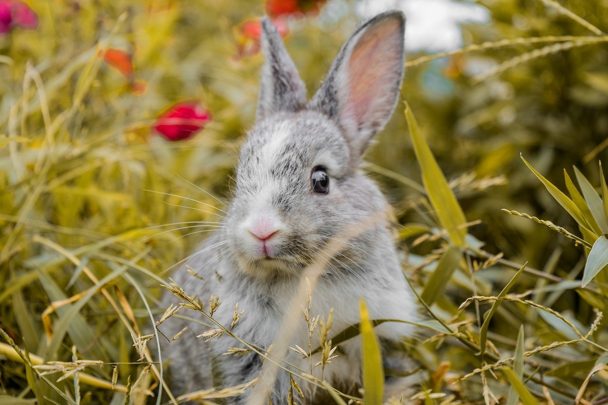 Чем кормить кроликов: рацион питания, частота кормления и полезные травы14