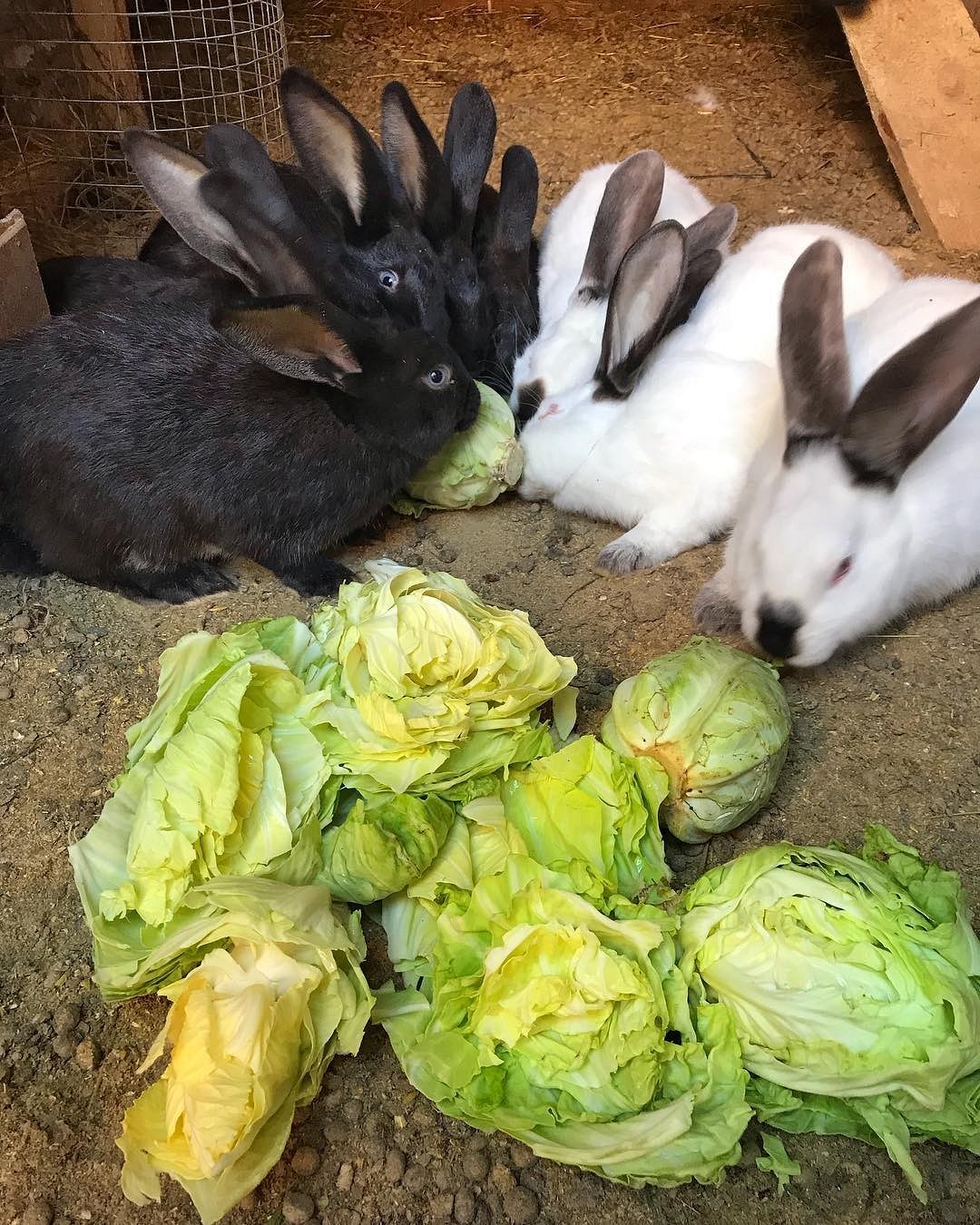Чем кормить кроликов: рацион питания, частота кормления и полезные травы17