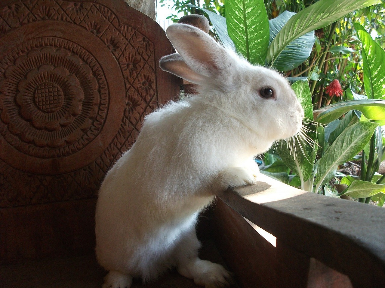 Чем кормить кроликов: рацион питания, частота кормления и полезные травы32