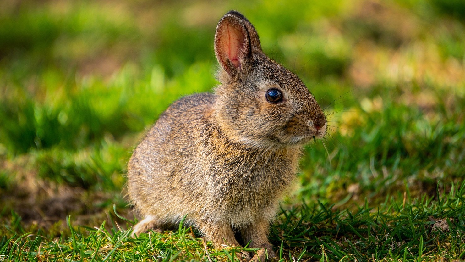 Чем кормить кроликов: рацион питания, частота кормления и полезные травы13