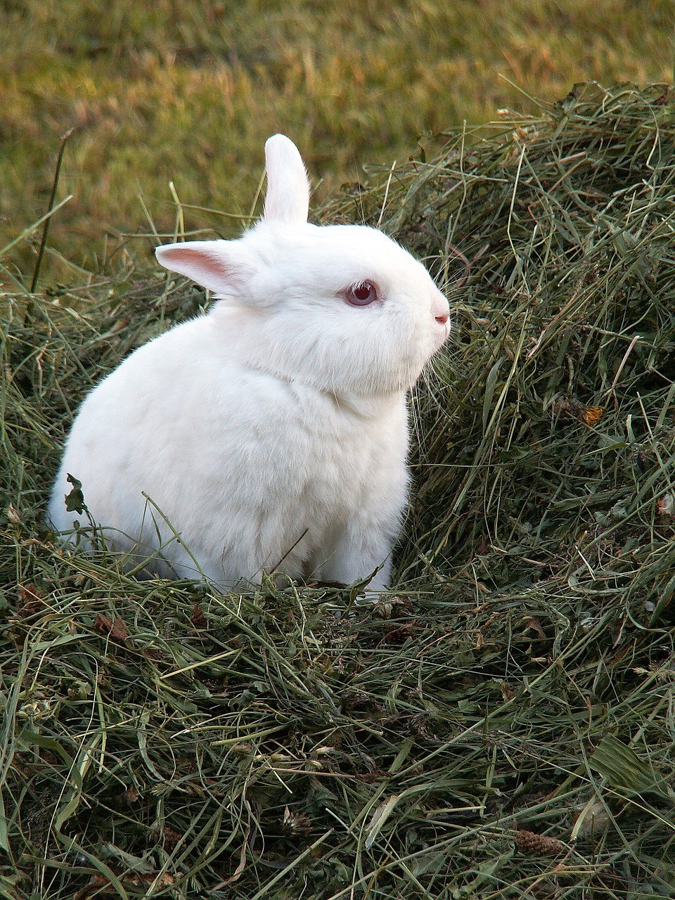 Чем кормить кроликов: рацион питания, частота кормления и полезные травы11