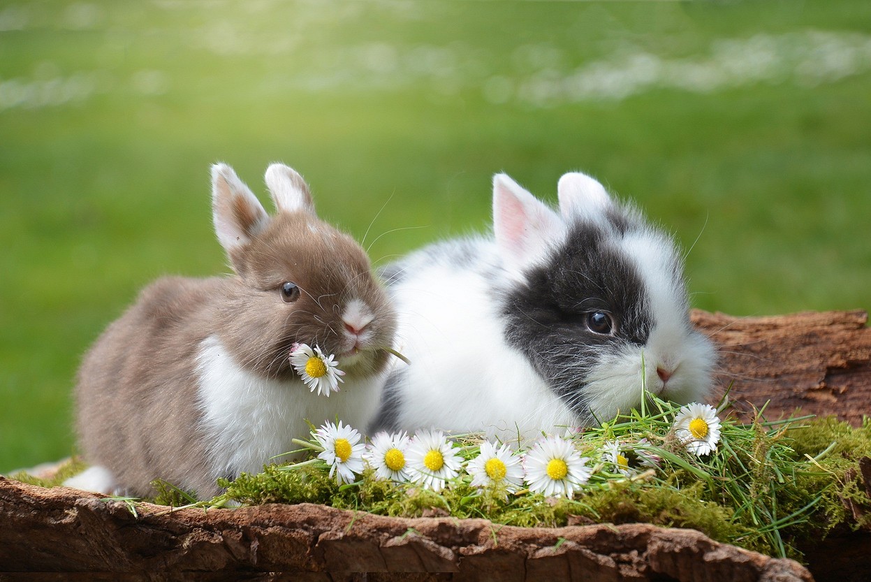Чем кормить кроликов: рацион питания, частота кормления и полезные травы2