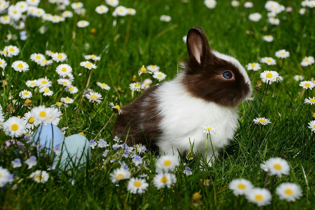 Чем кормить кроликов: рацион питания, частота кормления и полезные травы15