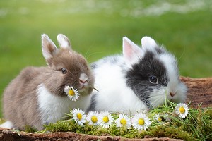 Чем кормить кроликов: рацион питания, частота кормления и полезные травы0