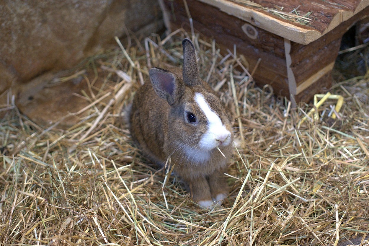 Чем кормить кроликов: рацион питания, частота кормления и полезные травы9