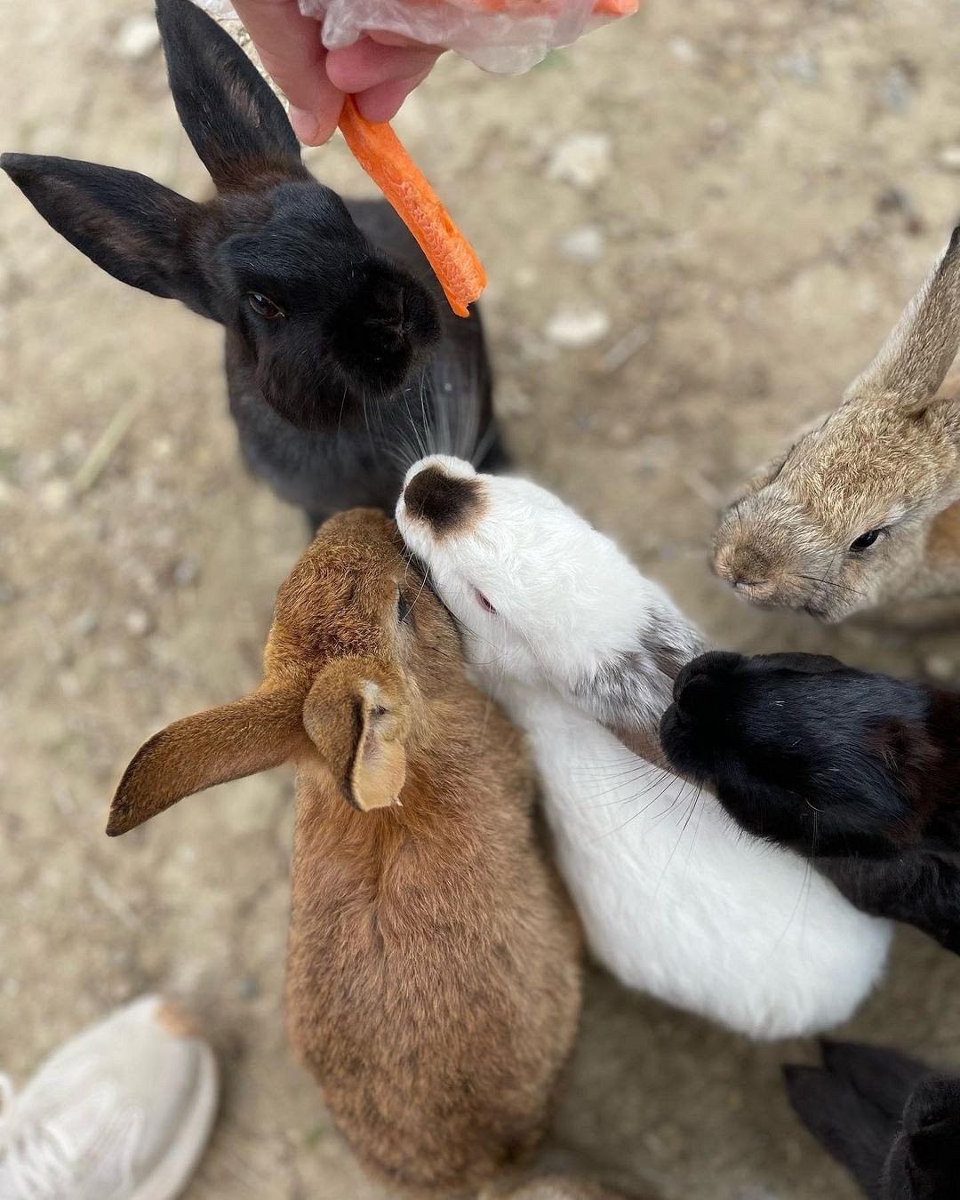 Чем кормить кроликов: рацион питания, частота кормления и полезные травы3